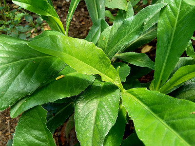 沼生苦苣菜多年生母猪 田间奶蓟 田间苦苣菜 多年生母猪蓟 玉米母猪蓟 dindle 猪杂草 猪蓟 树母蓟 有益于伤口 癌症 咳嗽花瓣苦菜荒背景