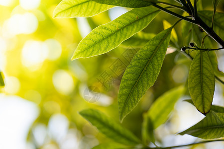 在花园的阳光下特写绿叶 自然黑色叶子绿色植物生长季节生态植物背景墙纸太阳晴天背景图片