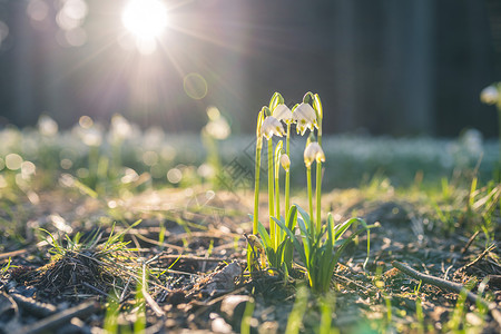 白色太阳光或春天的雪花 — 早春在森林里盛开的白花 特写宏观照片与阳光背景