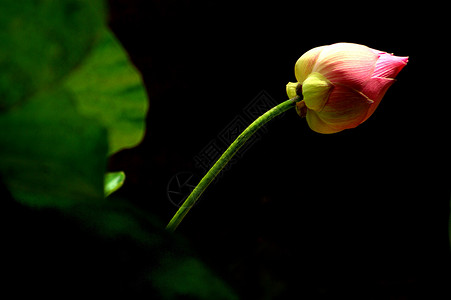 鲜红粉色莲花在阴影下花瓣阳光热带植物黑色植物学背景图片