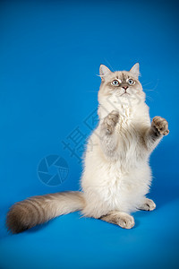 蓝色的猫彩色背景的Neva化装猫摄影师毛皮朋友虎斑猫咪乐趣工作室头发白色宠物背景