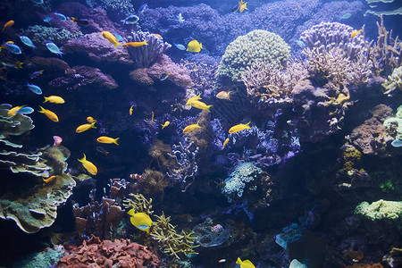 珊瑚兔鱼大堡礁橙子高清图片