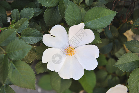 手写天籁花园春天叶子绿绿色背景的白花朵茉莉花药品植物群花园植物学海湾花瓣白色墙纸环境背景