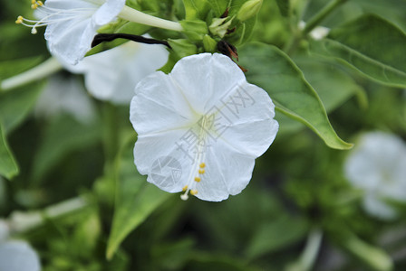 手写天籁花园春天叶子绿绿色背景的白花朵植物药品野花婚礼香水海湾环境植物学茉莉花生日背景