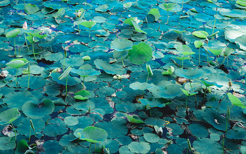 湿地池塘水面上的绿莲荷花花 杂色的叶子水生植物有机体 灵性冥想和平灵性象征 宁静背景装饰水生生物野花厂区瑜伽文化绿色温泉场景海上背景图片
