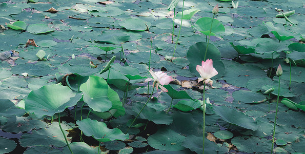 湿地池塘水面上的绿莲荷花花 杂色的叶子水生植物有机体 灵性冥想和平灵性象征 宁静背景装饰温泉厂区粉色荷花文化农田阳光蓝色环境保护背景图片
