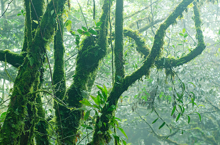 卡梅隆高原地区丛林日光苔藓叶子热带旅行阳光植物群薄雾生长图片