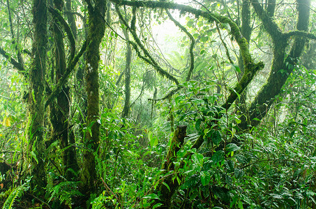 高地地区卡梅隆高原地区植物群荒野日光旅行公园农村苔藓高地丛林光束背景