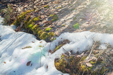冬天苔藓以绿苔融雪森林植物阳光公园季节太阳地面天气树叶风景背景