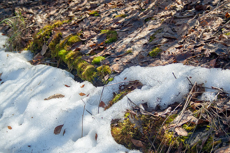 冬天苔藓以绿苔融雪森林季节树叶公园生长植物天气风景阳光冰川背景