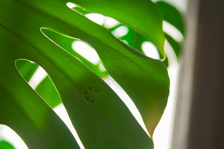光效金线叶真正的怪兽带着阳光离开家光效阴影绿色静物家居摄影装饰晴天棕榈叶脉背景