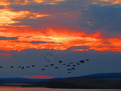 一群飞鸟 在红地日落的幕后游荡背景图片