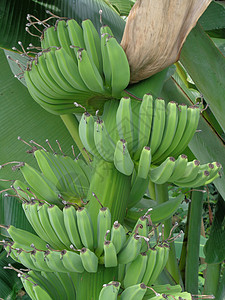天然背景的生香蕉植物种植园季节花瓣生态生长叶子维生素黄绿色茶点背景图片