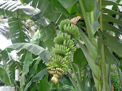 天然背景的生香蕉叶子花园维生素季节农场植物热带种植园茶点花瓣背景图片