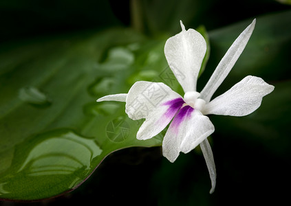 新鲜绿色叶子和芳香姜花的白花瓣地面季节香料植物群植物园植物芳香热带植物学花园背景图片