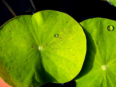 荷叶上的水露池塘粉色花园绿色叶子环境植物背景图片