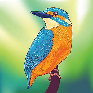 太平鸟绿色抽象背景上的彩色翠鸟鸟插画