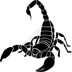 有毒的蝎子黑色天蝎座插画