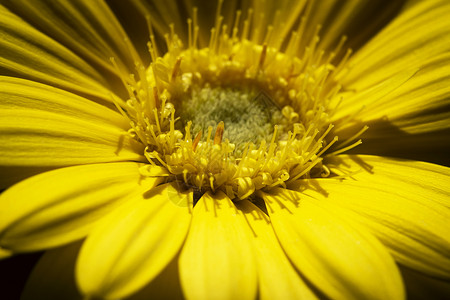 详细说明黄色花朵花瓣背景图片