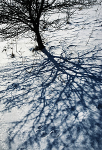 雪地上树的暗影背景图片