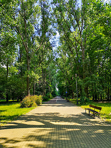 在夏日阳光明媚 长凳旁的公园里 上面有绿树高清图片