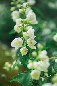 植物丛中茉莉花在灌木丛中开花宏观芳香婚礼植物花瓣叶子香水疗法花束草本植物背景
