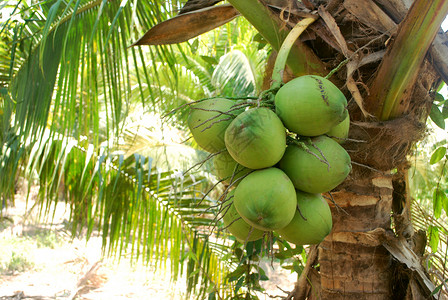 甜椰子酱农村热带饮食食物农业农林业椰林营养叶子棕榈背景图片
