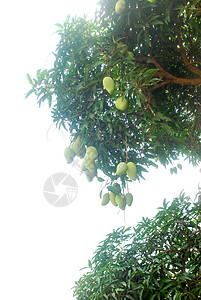 芒果树花园种植者水果市场植物收成耕作树木栽培热带高清图片