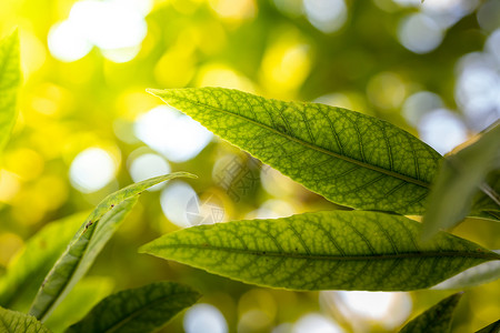 在花园的阳光下特写绿叶 自然黑色生长植物群墙纸植物绿色树叶叶子生态美丽背景图片