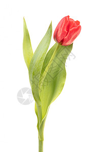 孤立的红色郁金香花瓣白色背景图片