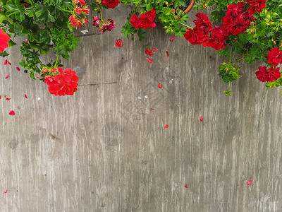 浅色背景上有绿色和红色的花朵边界叶子花瓣作品白色平铺花园植物乡村植物群背景图片