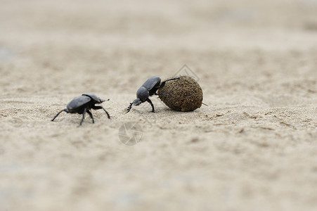 球扁沙沙滩上带球的扁甲虫环境漏洞地面生物学昆虫学动物公园荒野甲虫昆虫背景