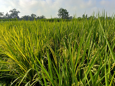 天然背景的美丽的大米田视图Name培育土地农业农民工作文化食物蓝色绿色天空背景图片