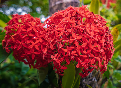 二期楼王Ixora 科辛纳a植物龙胆国王登嘉楼红花热带植物学花园穗花背景