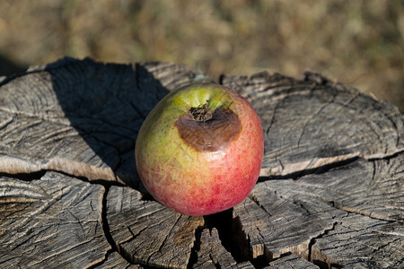 烂苹果 打败苹果 树桩上变质的烂苹果 打败苹果 腐烂的庄稼食物模具植物腐败水果农业疾病地面木头蔬菜背景图片