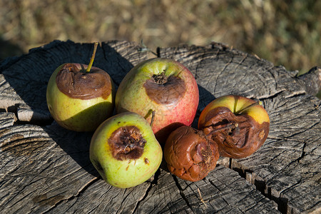 烂苹果 打败苹果 树桩上变质的烂苹果 打败苹果 腐烂的庄稼植物水果犯规苔藓蔬菜模具农业身体食物收获背景图片
