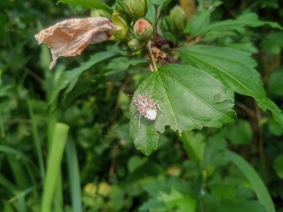 植物叶上的臭虫 灰褐色的臭虫昆虫学蜻蜓宏观花园本地人老鼠半翅目动物树叶生活背景