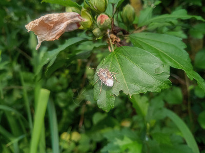 哈利斯科花纹害虫高清图片