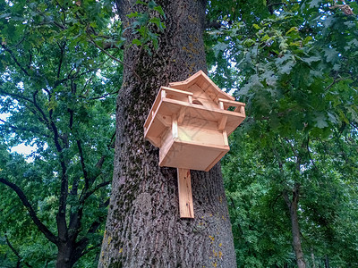 无处可住树上美丽的鸟屋 公园里的鸟屋装饰帮助房地产风格木头林业动物环境叶子野生动物背景