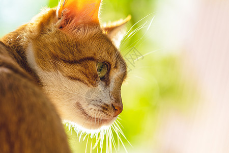 穿着红领的可爱白红猫 在花园里放松 关上门动物兽医猫咪姿势哺乳动物场地虎斑猫科动物小猫宠物背景图片