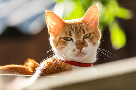 穿着红领的可爱白红猫 在花园里放松 关上门毛皮草地哺乳动物场地兽医宠物动物猫咪姿势猫科动物背景图片