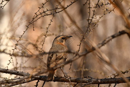 鸟干松鼠坐在树枝上背景图片