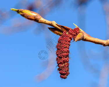 在树枝上戴圆皮镣铐野生动物植物花粉蓝色生长宏观黄色红色枝条季节背景图片