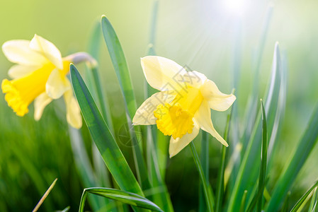 黄绿色的草黄春花季节花园晴天太阳灯太阳颜色草地公园花朵背景背景