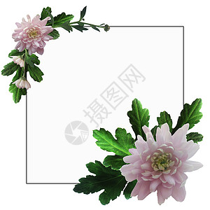 粉色花朵框架带有粉红色花朵和文字空间的框架婚礼花蕾花园作品菊花花瓣树叶明信片横幅插图背景