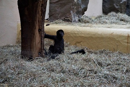 黑脸疣猴黑头蜘蛛猴宝宝坐在稻草里坐着背景