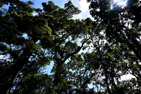 洛斯克察莱斯国家公园中的树木和天空高清图片