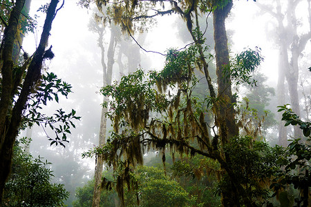 洛斯克察莱斯国家公园神秘的雾雾森林高清图片