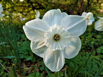 美丽的自恋花朵以纯白开花背景图片