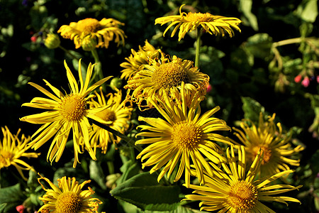 一束 Doronicum 东方花在苏高清图片